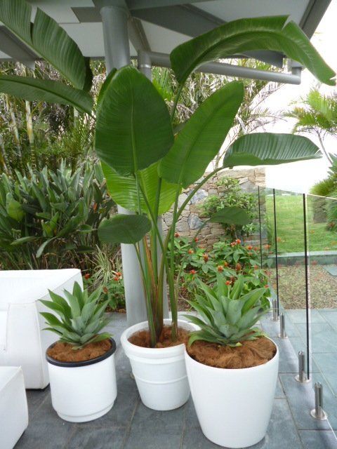 Indoor Plant Hire
