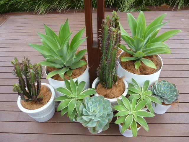 Tropical Plant Hire