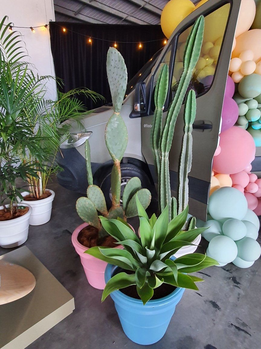 Indoor Plants