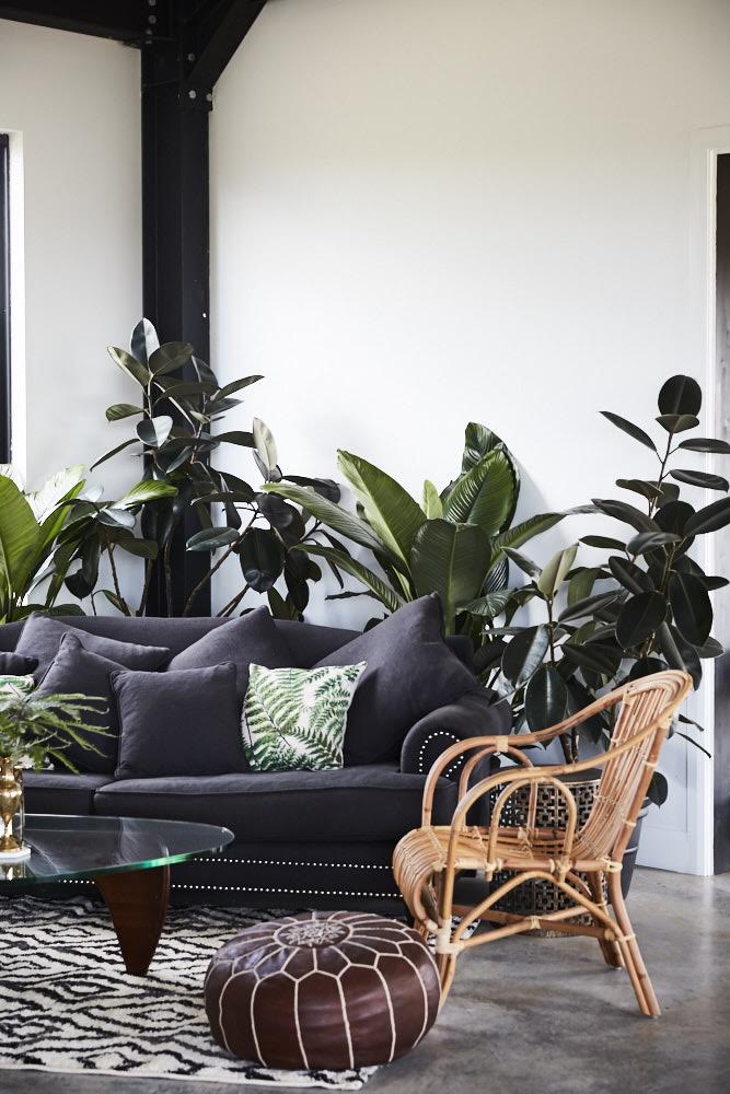 Indoor Plants