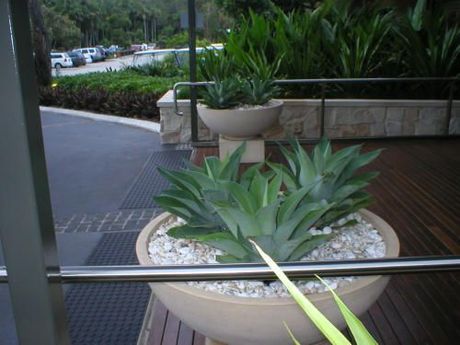 Quality Tropical Plants